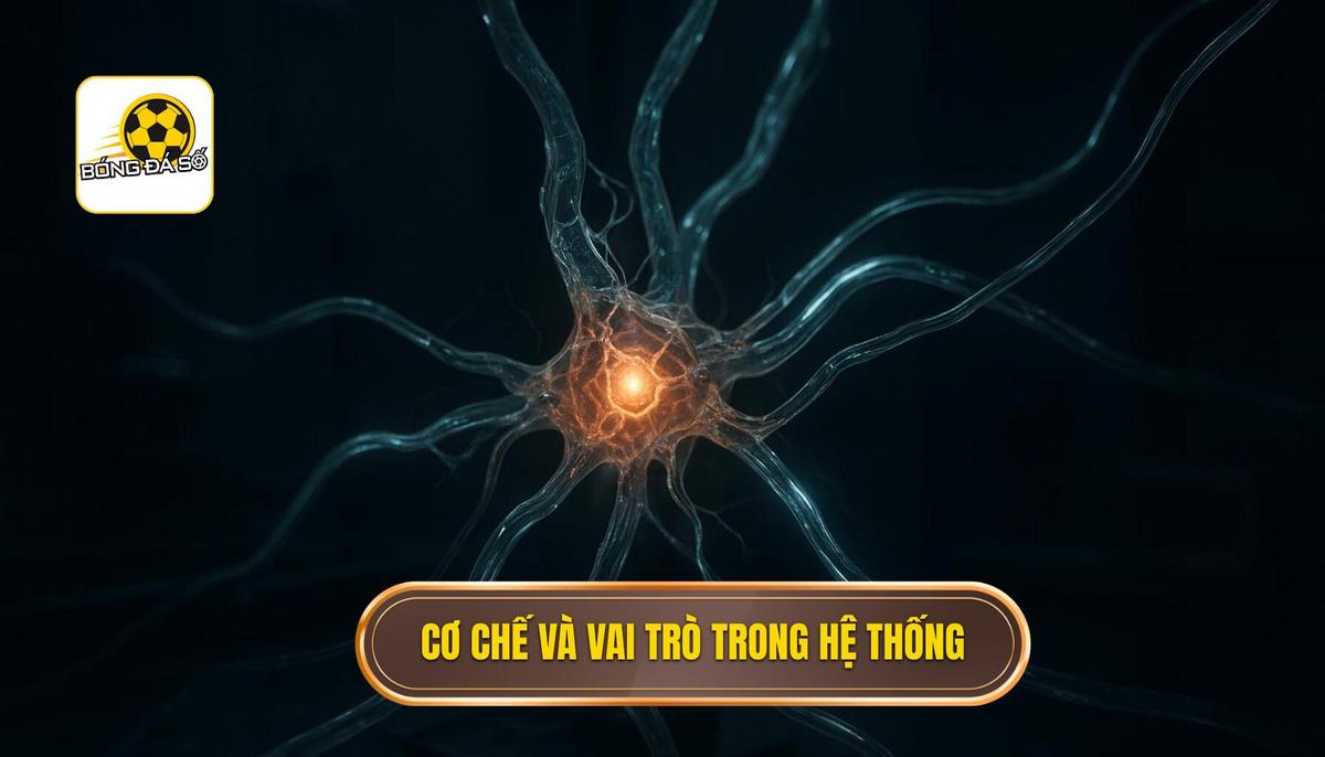 Sơ đồ không tiền đạo: Đỉnh cao của tư duy chiến thuật hiện đại 2 Cơ chế vận hành và vai trò của các vị trí trong hệ thống